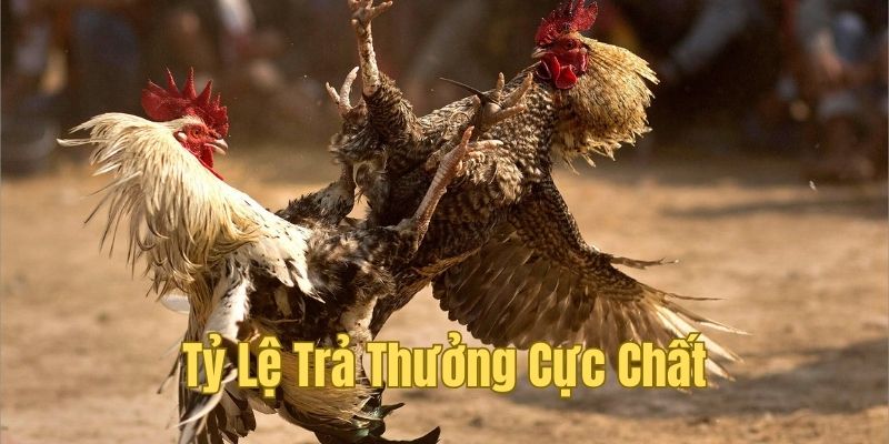 Những quy trả thưởng tại đá gà OK365