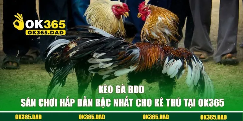 Kèo gà BDD